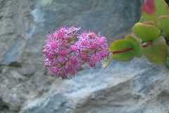 Sedum ewersii